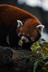 Obraz premium Calm red panda lounging on a tree branch in its natural habitat, enjoying the environment