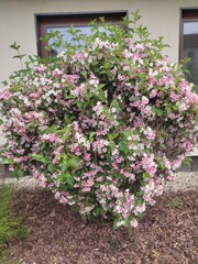 pink flowers in a garden