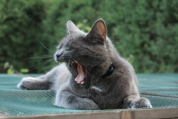 Closeup shot of a gray cat yawning laying on a green net