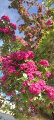 pink flowers on the tree 