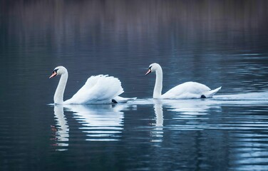Obraz premium Romantic shot of two swans swimming peacefully in a tranquil lake