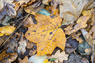 Autumn forest, yellow and brown colors, leaves and mushrooms, walk, sun