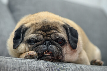 old pug resting in the apartment 11