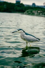 Black-crowned night heron (Nycticorax nycticorax) standing in shallow water