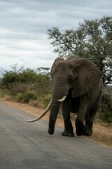 an elephant walking along a road in the wild side up