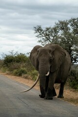Fototapeta na wymiar a elephant crossing the street on a cloudy day in africa