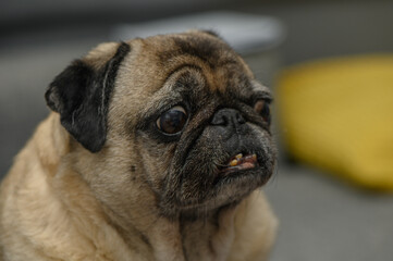 old pug resting in the apartment 7