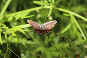 Closeup shot of a coral hairstreak butterfly on a green plant