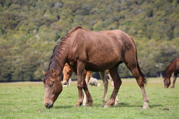 Foal and mother horse grazing on a field