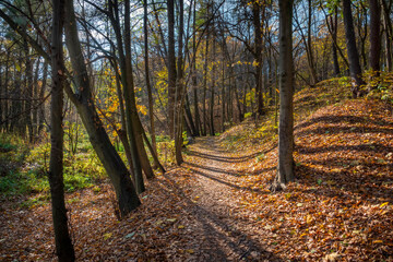 Picturesque dirt road in the sunny autumn forest.