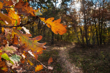 Beautiful footpath in the picturesque oak forest