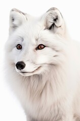 Portrait of an Arctic fox.