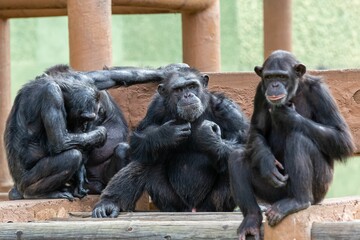 three chimpanlets sitting down on the ledge together