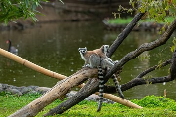 Ring-tailed Lemurs playing on a log in a tree in natural outdoor setting