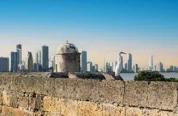 bird posing on wall in the city of cartagena de indias with buildings in the background on a sunny...
