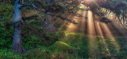 Trees in Vibrant Rainforest. Sunny Sunrays in Fog. Morning Sunrise on West Coast of Washington