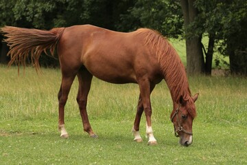 Majestic brown horse leisurely grazing in a lush green meadow surrounded by tall trees