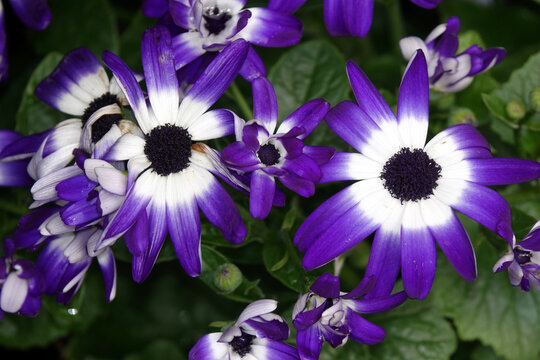 Aschenblume