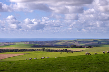 Sheep in a field on the South Downs in autumn, East Sussex, England, and a view of the English...