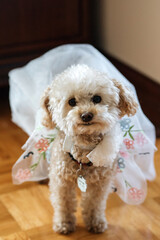 Paws and Elegance: A Dog's Wedding Attire