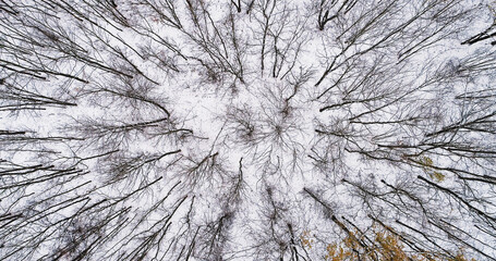Drone forest view. Winter tree tops. White earth cover with naked crown circles cold weather beautiful snowy reserve.