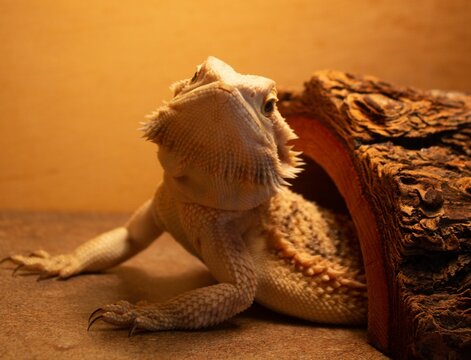 Bearded dragon, a species of agamid lizard native to Australia