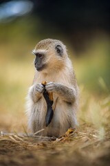 Adorable Monkey portrait eating a banana in its natural habitat