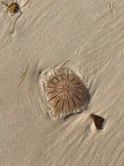 Fototapeta na wymiar Close-up of a jellyfish on the sandy Dakhla beach on a sunny day