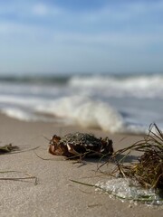 Fototapeta premium Vertical closeup of a crab perched on a sandy beach on a sunny day