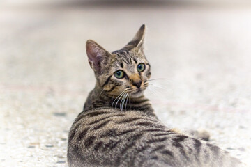 cute portrait of a beautiful cat
