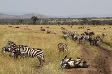 Fototapeta na wymiar Zèbre sur le dos (insolite) au parc national du Serengeti - Tanzanie