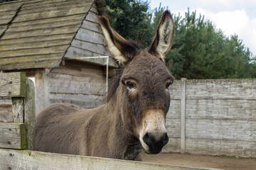 donkey in the farm