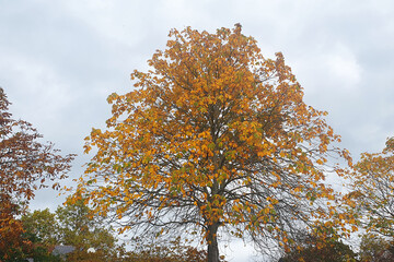 Autumn yellow leaves in the little park with good weather.