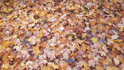 Autumn yellow leaves in the little park with dark weather.
