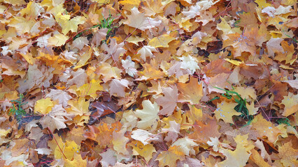 Autumn yellow leaves in the little garden.