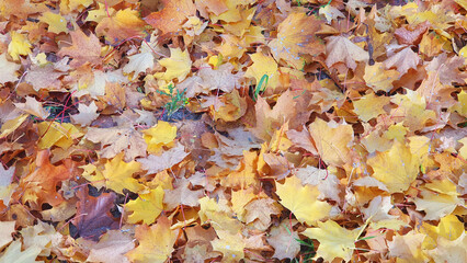 Autumn yellow leaves in the little park with sun weather.