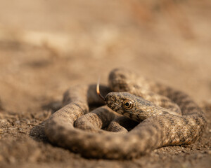 juvenile water snake coiled up and flicking its tongue