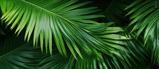 Palm leaves texture can be observed in the botanical garden where a palm tree is located