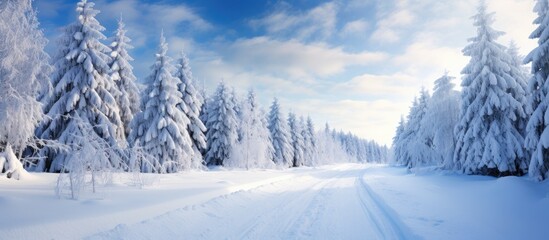 A wintry forest conceals a snow covered road immersed in a thick layer of fresh snow