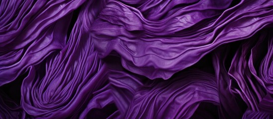 The texture of the cabbage changes depending on the pH level of the soil it grows in The red cabbage which is also referred to as purple cabbage alters its color based on the soil s pH - obrazy, fototapety, plakaty
