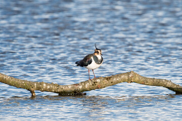 Northern Lapwing Pirched