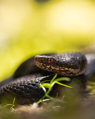 european common viper (adder) melanistic vipera berus macro