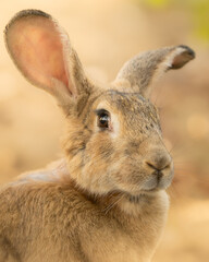 cute bunny portrait european rabbit