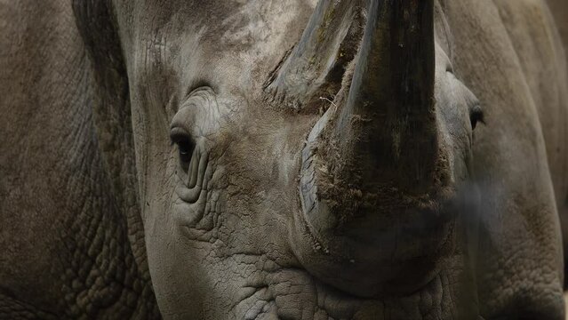 portrait of a white rhinoceros. slow motion