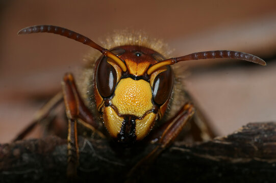 Facial closeup on a worker of the European common hornet, Vespa cabro sitting on wood