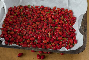 Rosehips collected and laid out on a tray