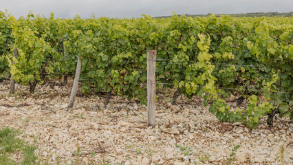 Fototapeta na wymiar Stoney soil of the Sancerre Vineyards with eraly spring vines