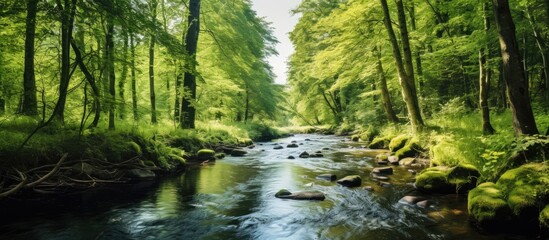 A summer day in the forest hosts a petite stream