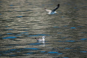 seagull flying over the water