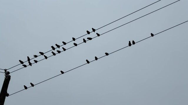 Flock of pigeons sits on wires of city streets.Birds on wires emigration concept